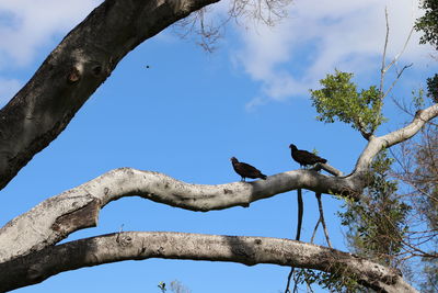 Low angle view of bird perching on tree against sky