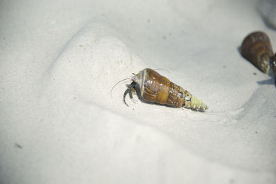 High angle view of insect on sand