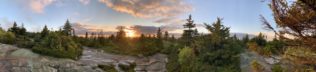 Panoramic view of trees against sky during sunset