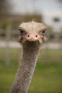 Close-up portrait of a bird