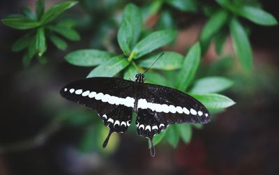 Close-up of butterfly on leaf