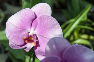 Close-up of pink orchid flower