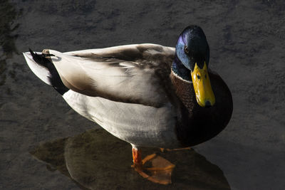 High angle view of bird