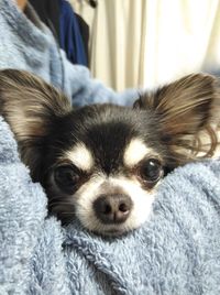 Portrait of dog relaxing on person