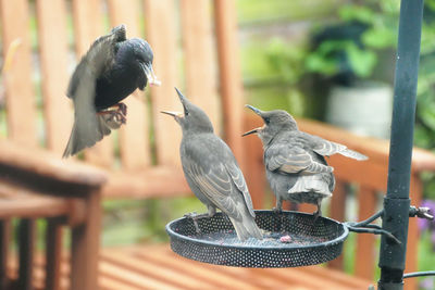 Close-up of birds perching on railing