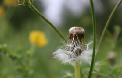 Close-up of dandelion on field