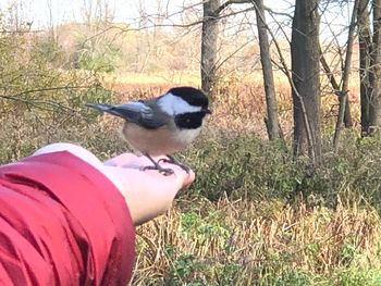 Close-up of bird perching on hand