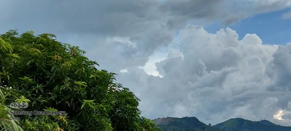 Low angle view of trees against sky