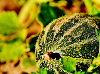 Close-up of moss growing on plant