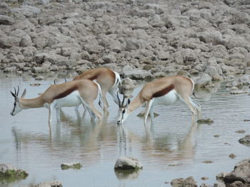 Horses in drinking water