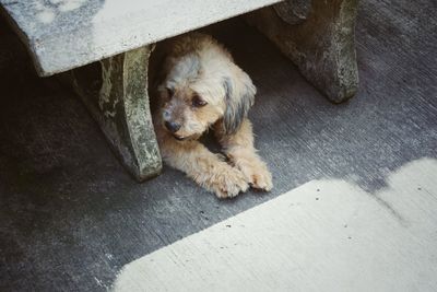 High angle view of dog resting on floor