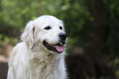 Close-up of dog looking away