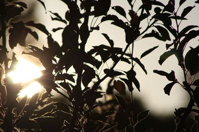 Close-up of silhouette leaves against sky