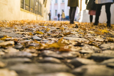 Closeup of cobblestones street with autumn leafs