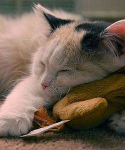 Close-up of cat sleeping