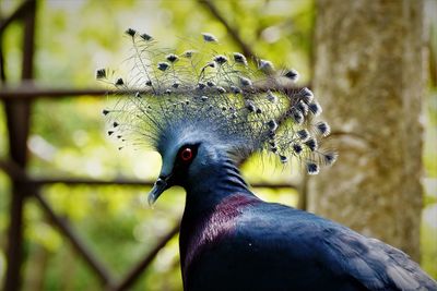 Headshot of a victoria crowned pigeon