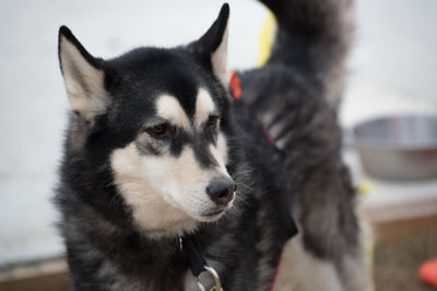 Close-up portrait of dog