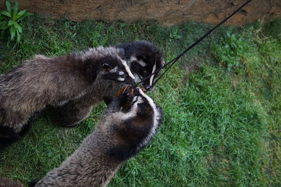 High angle view of a dog on grass