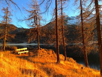 Trees in forest during winter