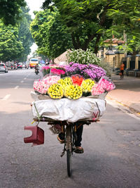 View of flower on street