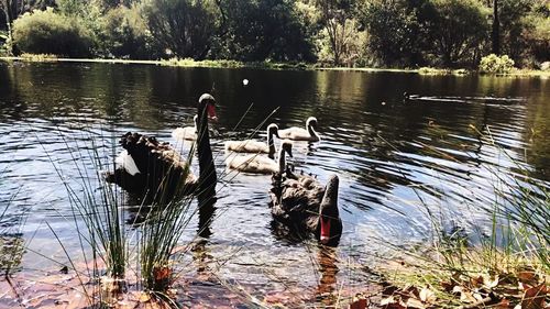 Swans swimming in lake