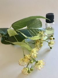 Close-up of white flowering plant on table