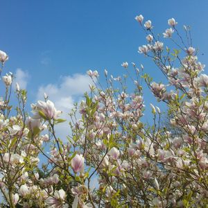 Low angle view of blooming tree against sky