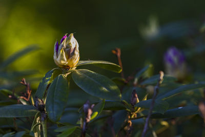 Close-up of flowering plant