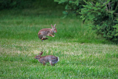 Rabbit on grassy field