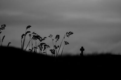 Silhouette of plants on field