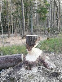 Plants growing on land against trees in forest