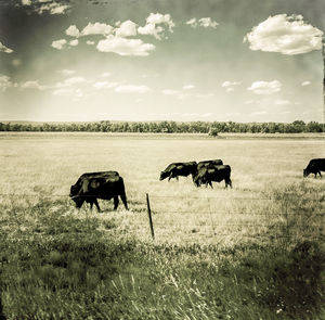 Cows grazing on field against sky
