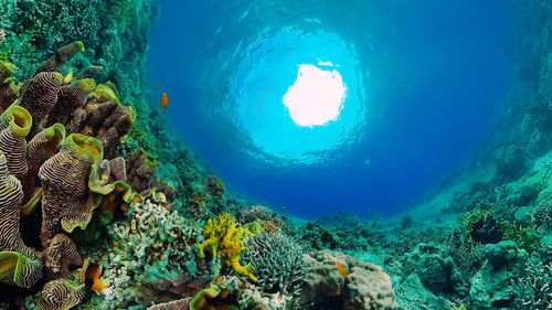 sea