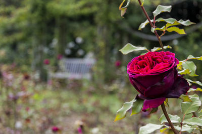 Close-up of rose against blurred background