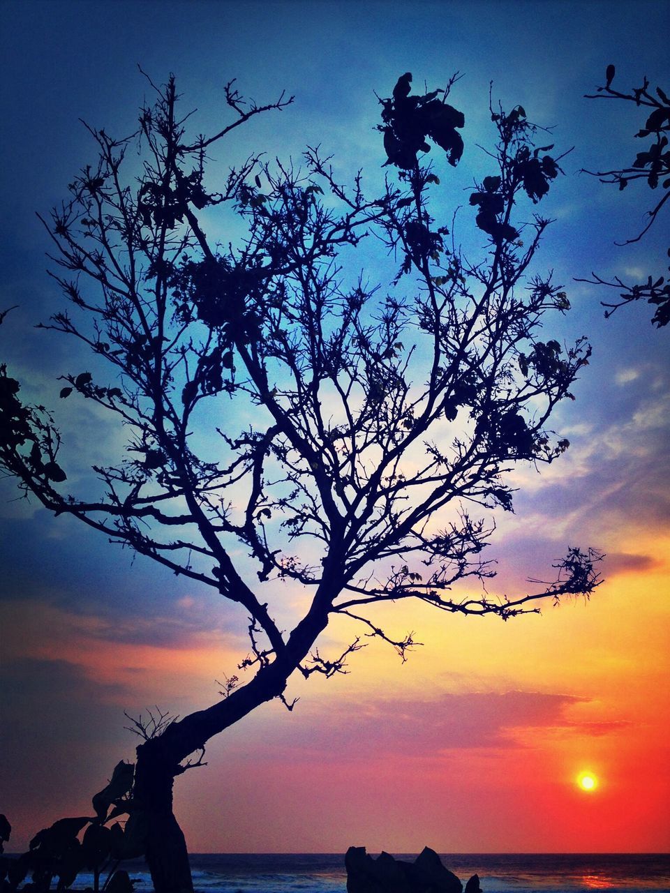 sunset, silhouette, tranquility, scenics, tranquil scene, sky, beauty in nature, horizon over water, sea, water, branch, nature, orange color, idyllic, tree, bare tree, sun, cloud - sky, dusk, majestic