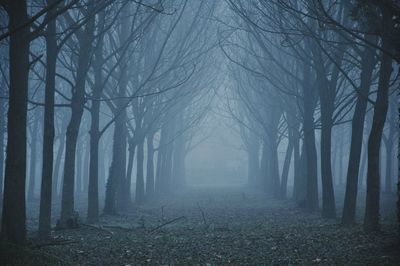 Bare trees in forest under foggy weather