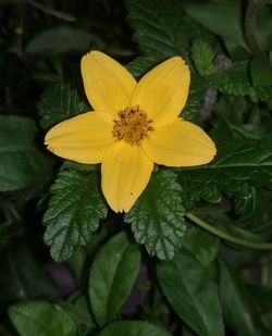 Close-up of yellow flowering plant