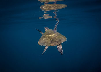 Turtle swimming in sea