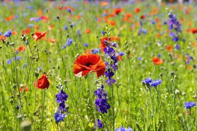 Close-up of purple poppy flowers in field