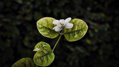 Close-up of white flowers