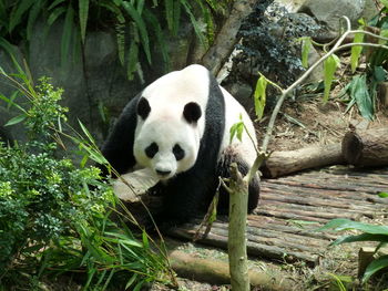 View of a panda relaxing in forest