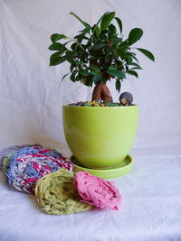 Close-up of potted plant on table at home