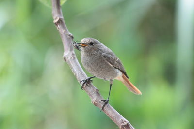 Close-up of bird perching on branch