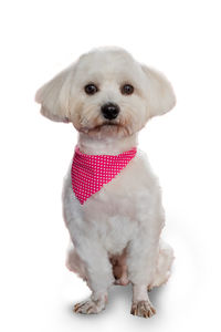 Portrait of cute puppy sitting against white background