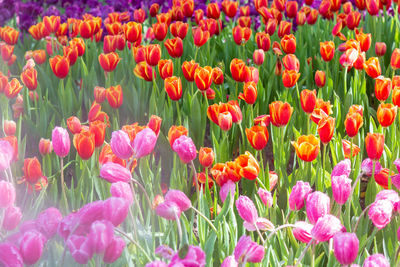 Close-up of pink tulips on field