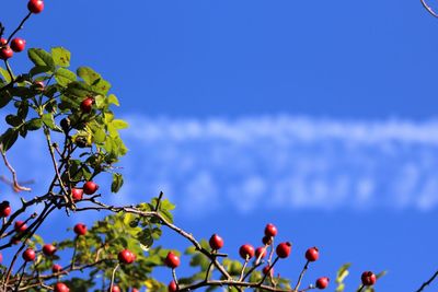 Close-up of pink flowers against blue sky