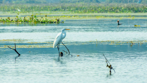 View of birds in sea