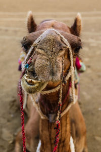 Close-up of a horse