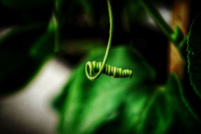 Close-up of green leaves