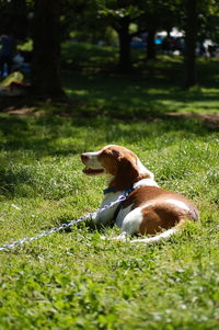 Dog lying on grass